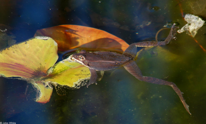 wood frog (Rana sylvatica).JPG
