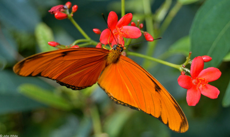 Orange Julia Butterfly (Dryas julia)01063.JPG