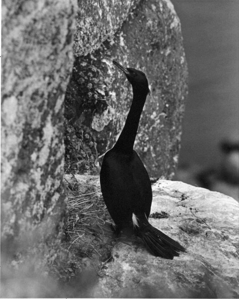 Cormorant on Nunivak.jpg