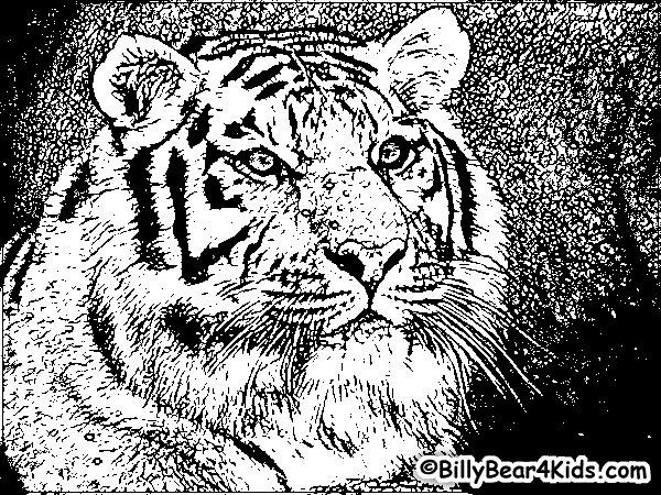 tiger2.gif