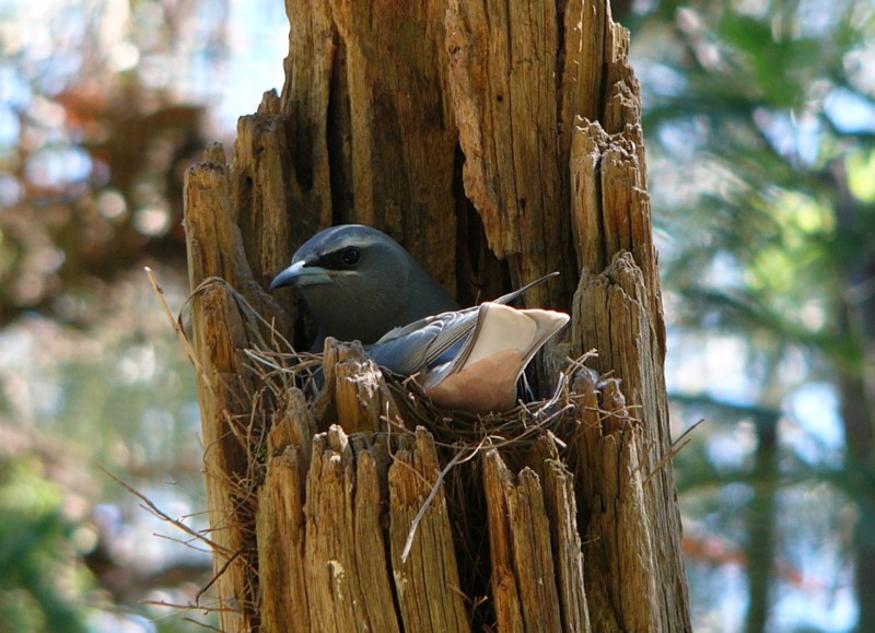 woodswallow on nest.jpg