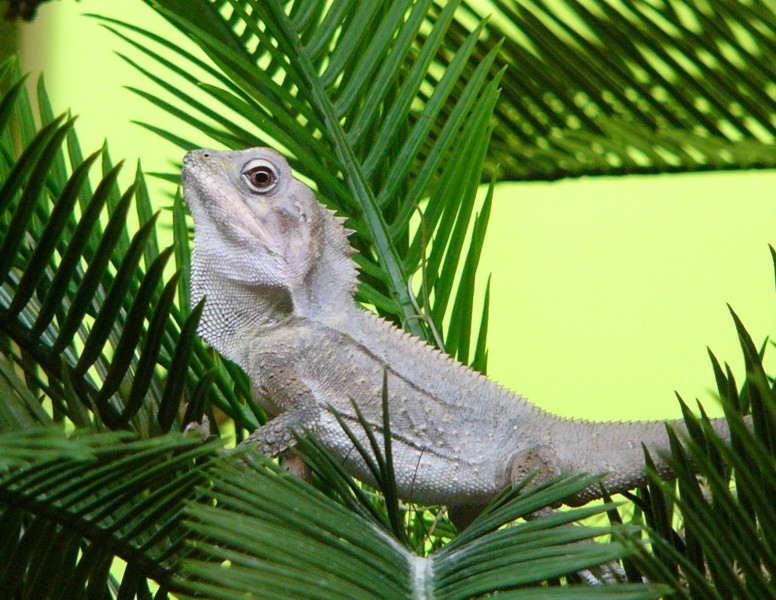 angle headed dragon 1.jpg