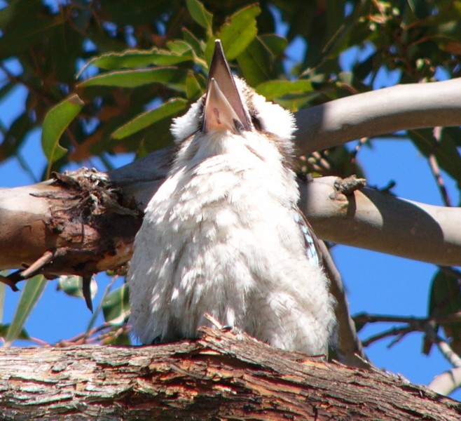 yawning kookaburra.jpg