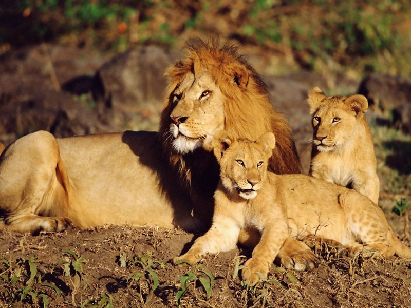 African Lions Masai Mara Kenya.jpg