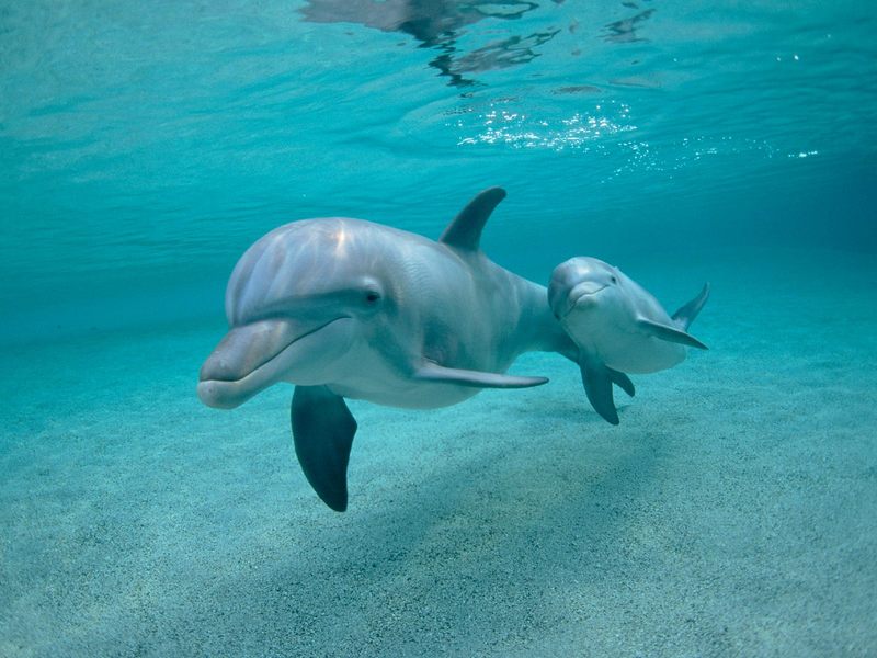 Bottlenose Dolphins.jpg