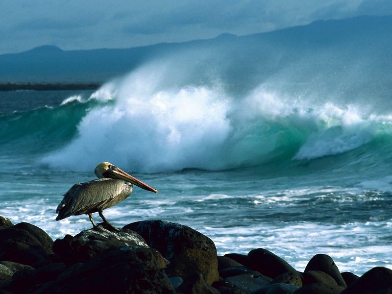 Brown Pelican Galapagos.jpg