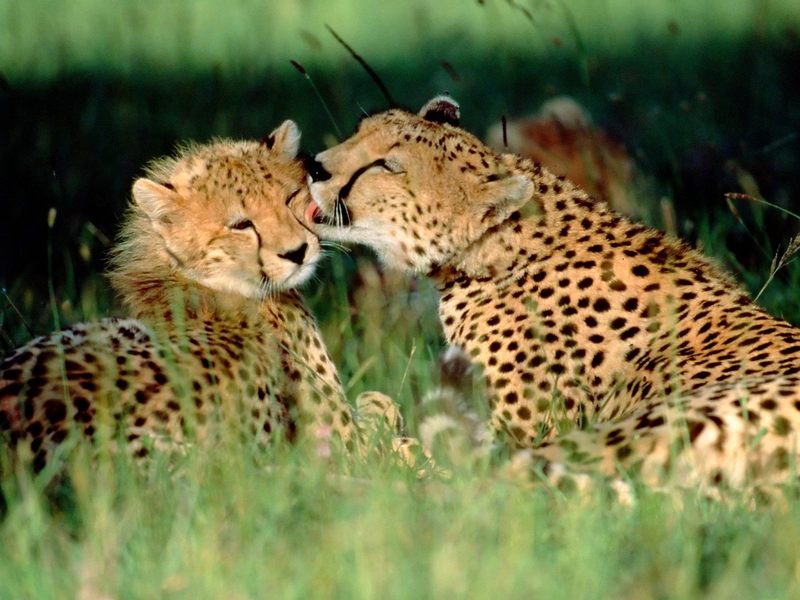 Grooming Cheetahs Kenya.jpg
