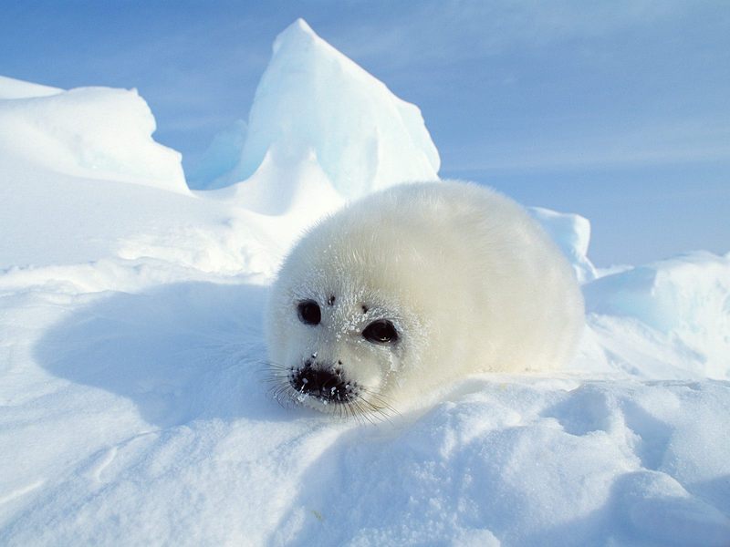 Harp Seal Pup Gulf of St Lawrence Canada.jpg