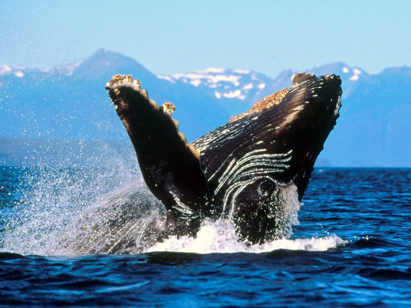 Humpback Whale Alaska.jpg