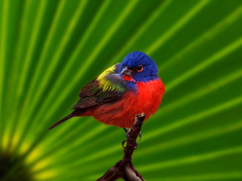 Male Painted Bunting Everglades National Park Florida.jpg