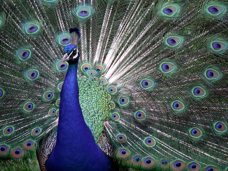 The Colors of Pride Proud Peacock.jpg
