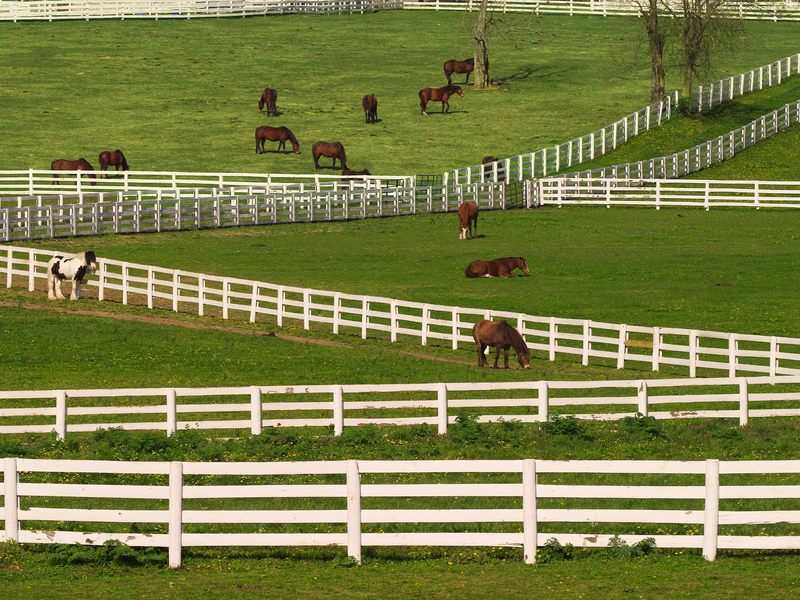 Thoroughbred Horses Lexington Kentucky.jpg