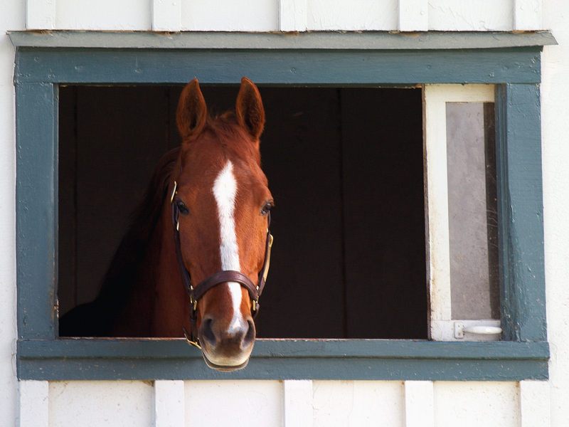 Thoroughbred Race Horse Lexington Kentucky.jpg