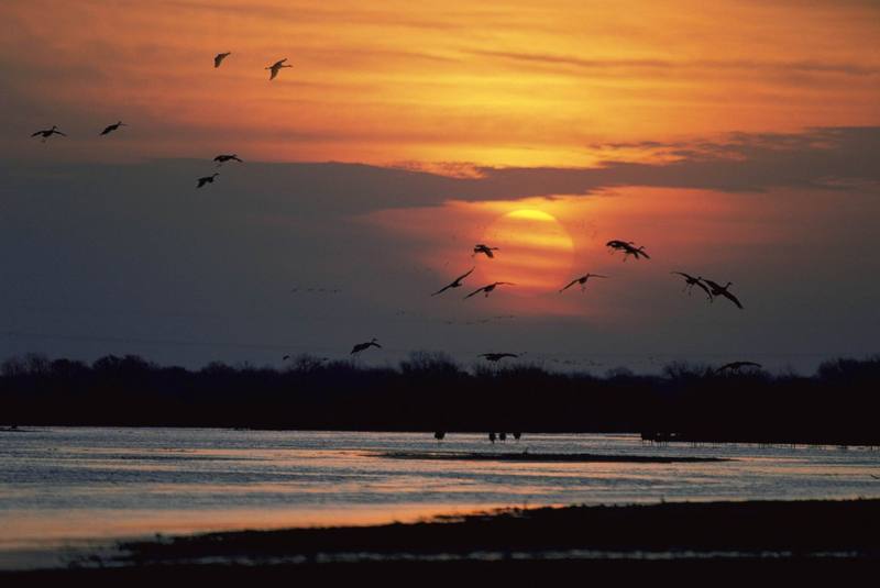 Cranes land along the Platte River.jpg