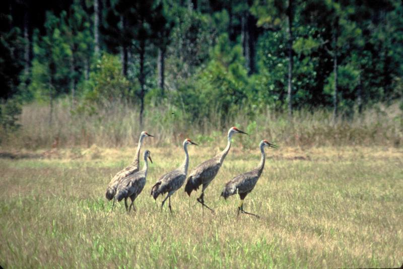 Mississippi Sandhill Cranes.jpg