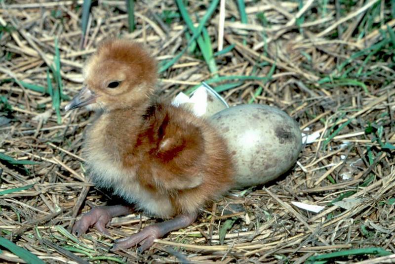 Sandhill Crane Chick.jpg