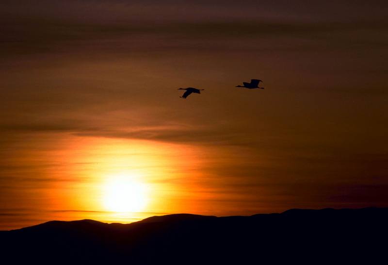 Sandhill Cranes in sunset.jpg