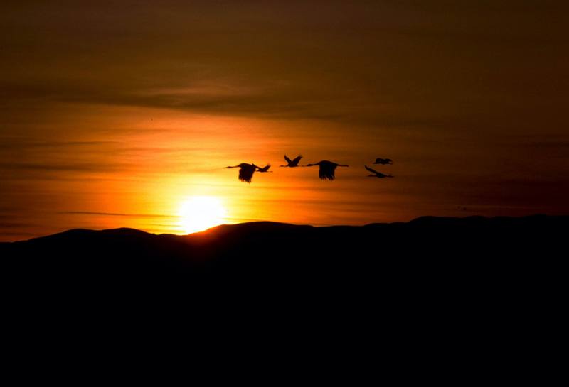 Sandhill Cranes in sunset.jpg