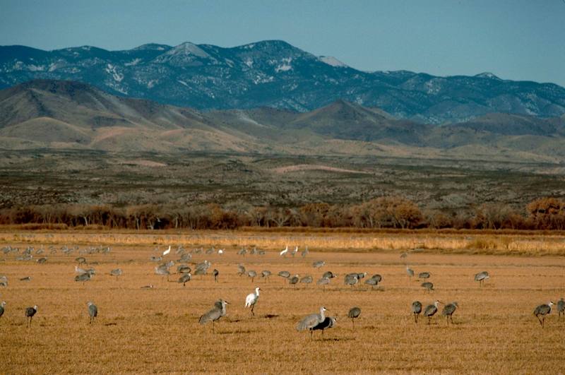 Whooping and Sandhill Cranes.jpg