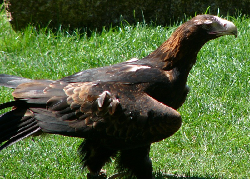 wedgetail eagle.jpg