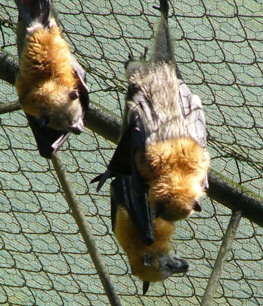flying foxes 2.jpg