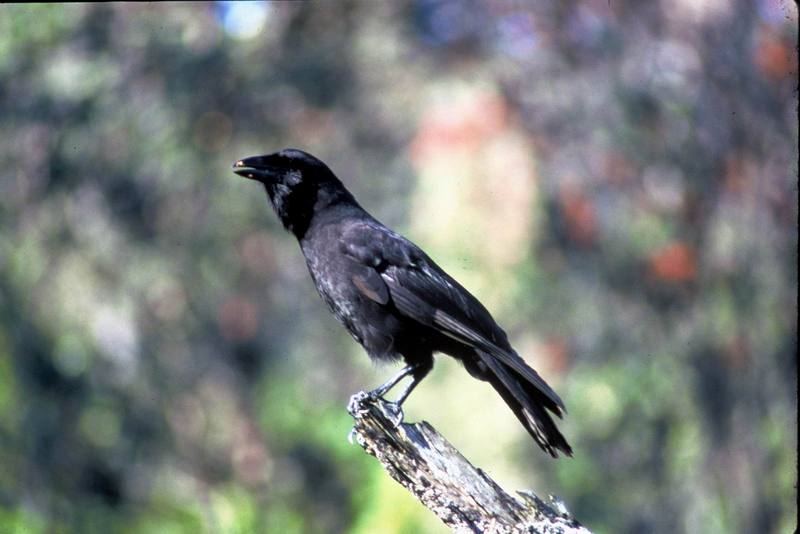 Hawaiian Crow.jpg