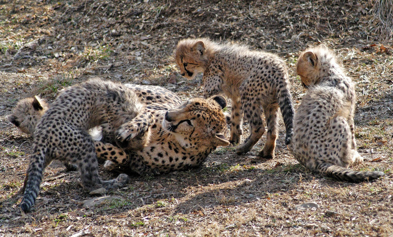 Cheetah cubs1003.JPG