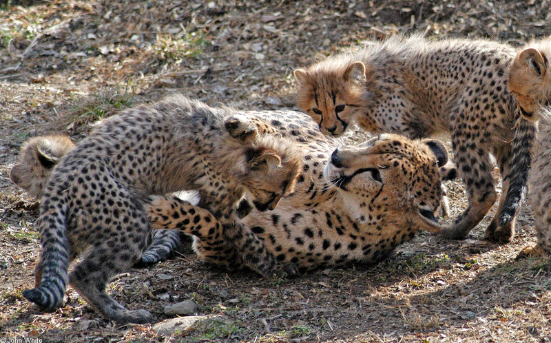 Cheetah cubs1004.JPG