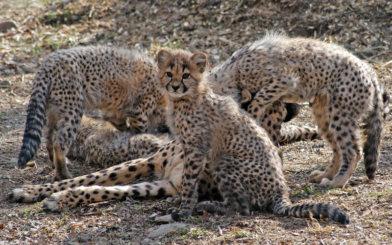 Cheetah cubs1005.JPG