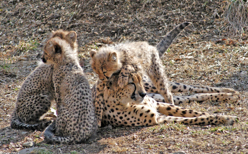 Cheetah cubs1001.JPG