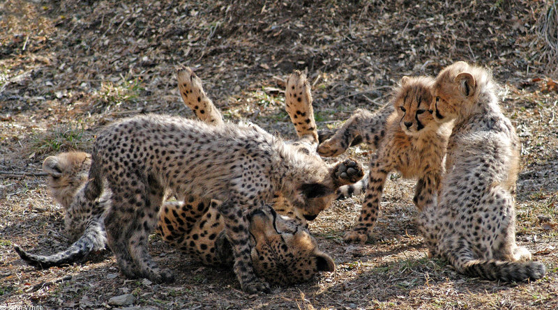 Cheetah cubs1002.JPG