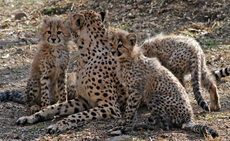 Cheetah cubs1007.JPG
