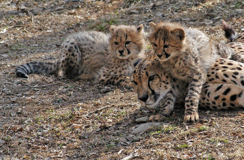 Cheetah cubs1010.JPG
