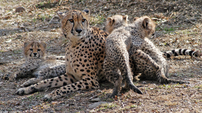 Cheetah cubs1008.JPG
