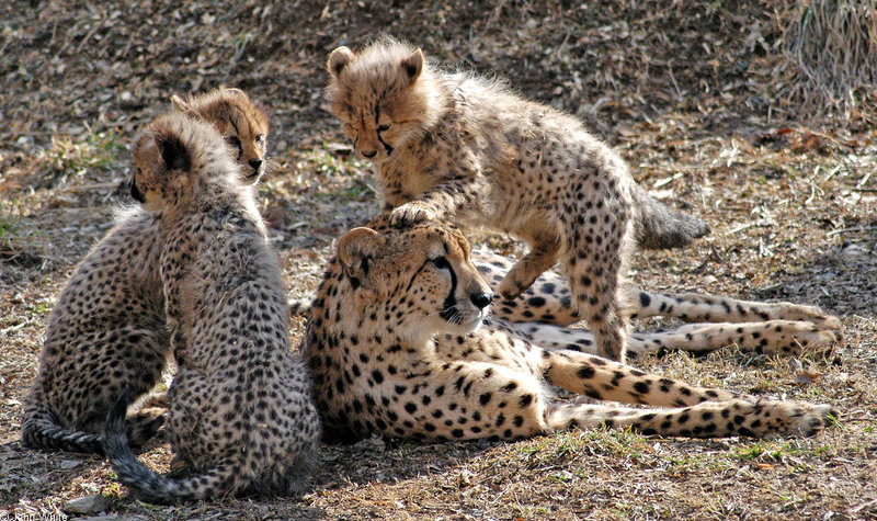 Cheetah cubs1000.JPG