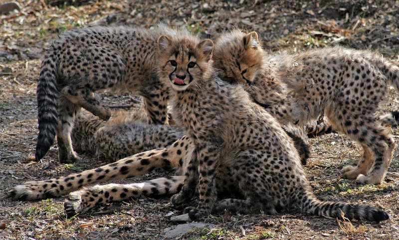 Cheetah cubs1006.JPG