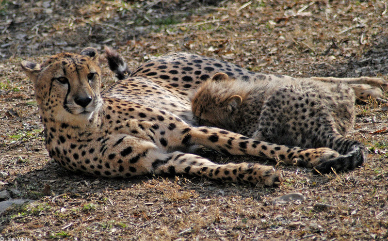 Cheetah cubs1011.JPG