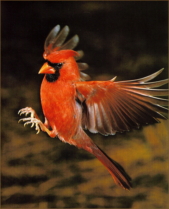 HayesMark-Cardinal-sj.jpg