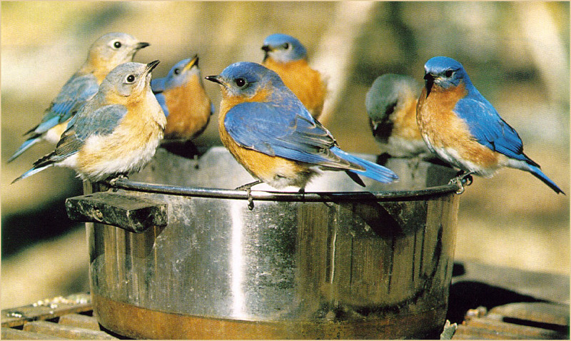 McClellandHarry-Bluebirds-sj.jpg