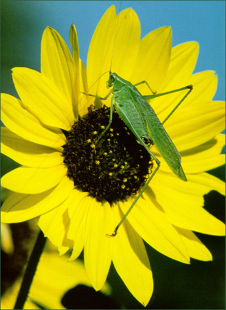 MeierLeo-SunflowerWithGrasshopper-sj.jpg