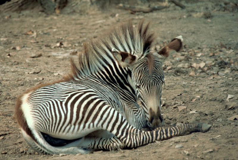 Grevy\'s Zebra.jpg