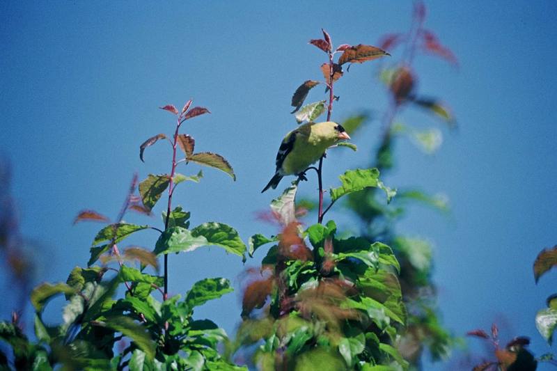 Male Goldfinch.jpg