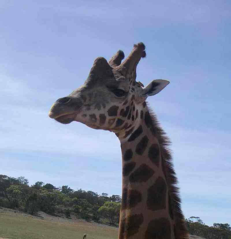 head of giraffe.jpg