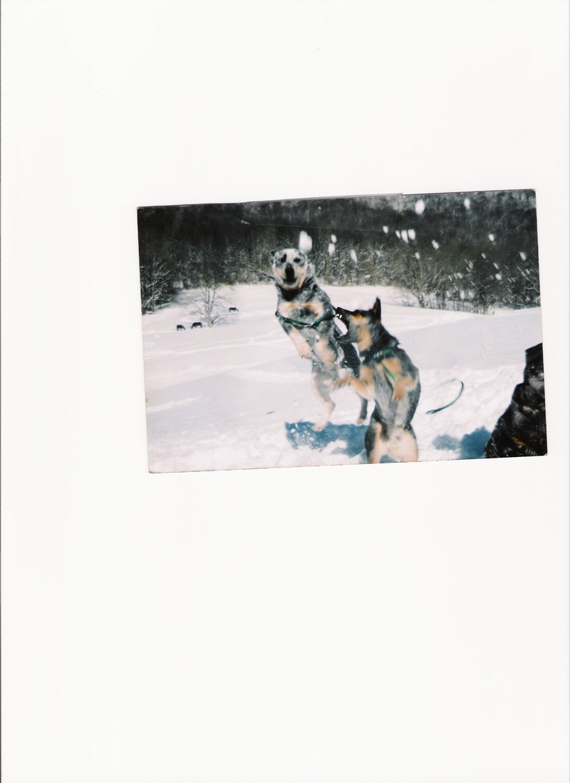 bell and tuff in the snow.jpg