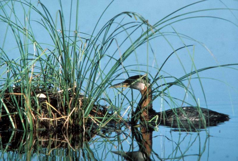 Red-necked Grebe and Nest.jpg