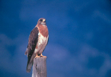Swainson\'s Hawk Photo Credit Carl W Schwartz.jpg