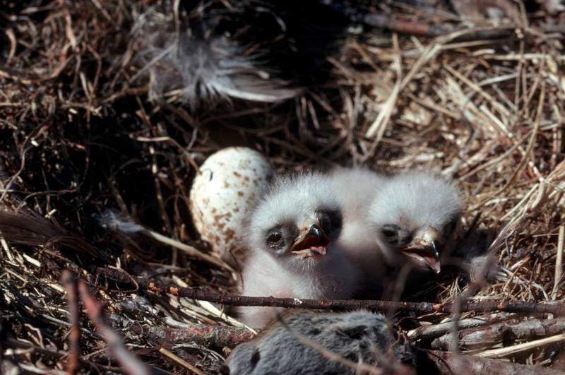 Rough-legged Hawk Chicks in Nest.jpg