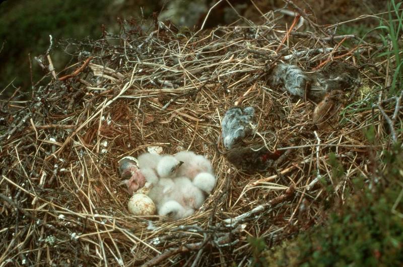 Rough-legged Hawk Chicks in Nest.jpg