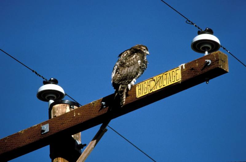 Rough-legged Hawk on Power Lines.jpg