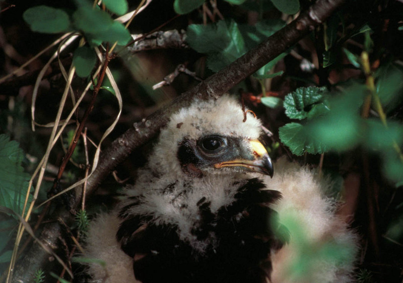 Hawk Chick in Nest.jpg